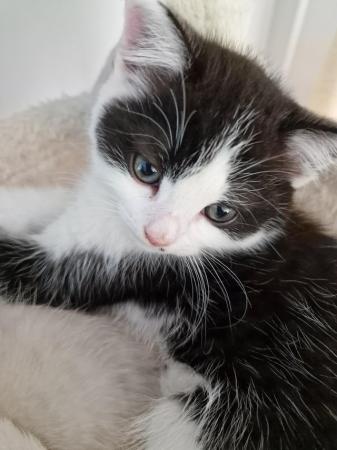 Image 13 of *Gorgeous Boy* last one left British Shorthair Cross Kitten
