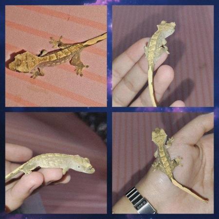 Image 1 of High end crested gecko babies