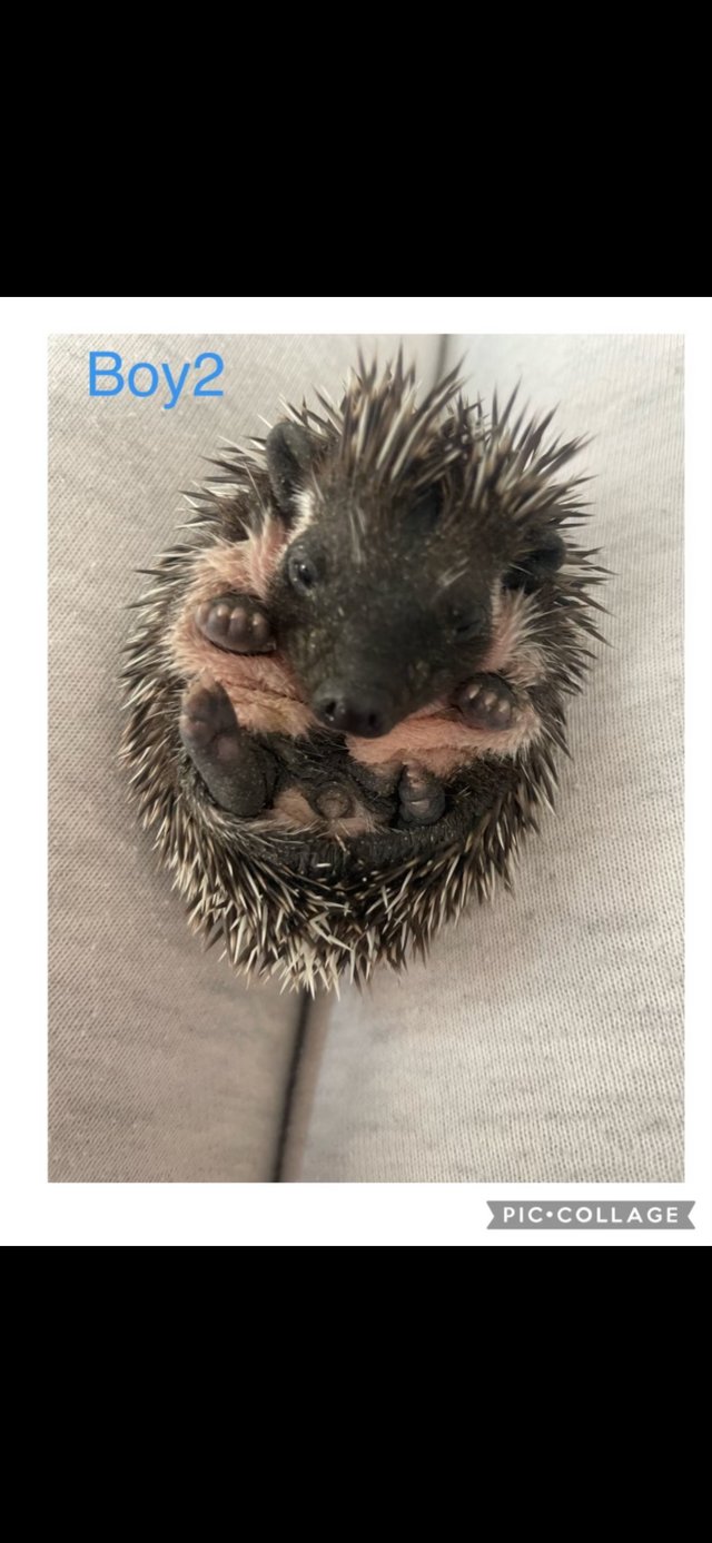 Preview of the first image of African Pygmy hedgehog 1x boy.