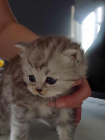 Image 9 of Stunning Persian Cross Kittens