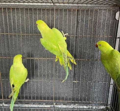 Image 4 of Indian ringneck talking parrots