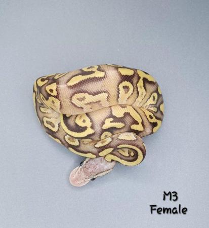 Image 26 of Various Hatchling Ball Python's CB23 - Availability List