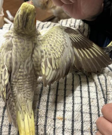 Image 1 of Hand reared cockatiels looking for new homes READY NOW