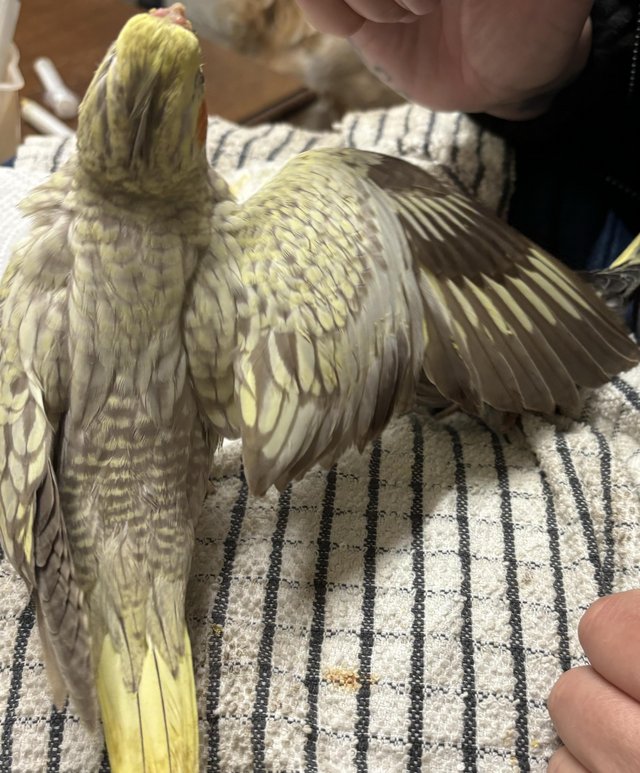 Preview of the first image of Hand reared cockatiels looking for new homes READY NOW.