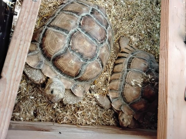 Two 7 year old male sulcata tortoises — photo 4 of 4