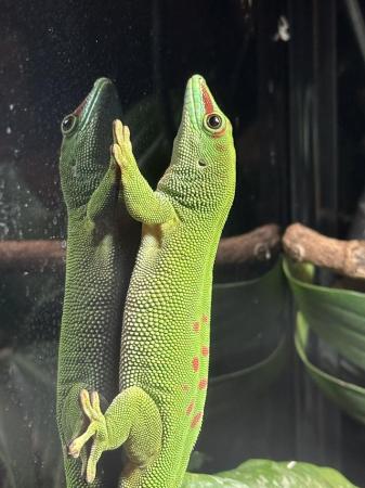 Image 3 of Baby Giant Day Gecko- 2024