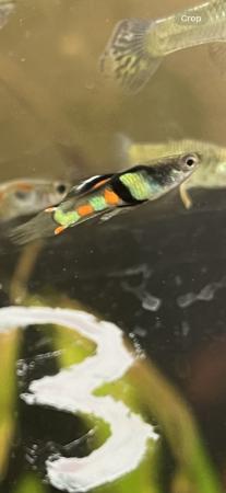 Image 8 of Mixed Endlers. Bright colours. £2 each.