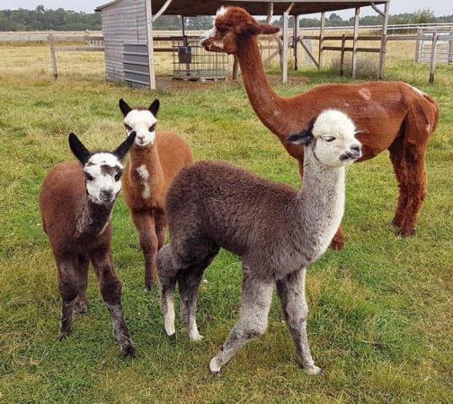 Image 13 of ALPACA  YOUNG FEMALES MAINLY FROM GREY CHAMPIONS