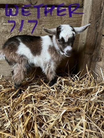 Image 3 of Pygmy Goat Kids, Nannies and Wethers
