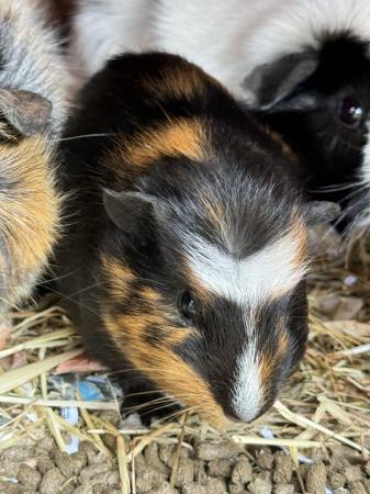 Image 3 of Guinea pigs ready for loving homes!