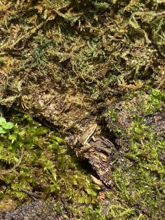 Image 5 of Dart froglets anthony'santa in Merthyr Tydfil