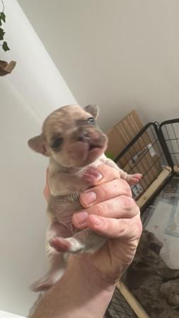 Image 4 of Mearle French bulldog puppies