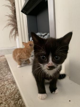 Image 2 of 9 week old male tuxedo kitten