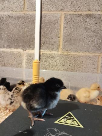 Image 1 of Day old chicks from a mixed flock