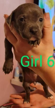 English Bulldog puppies for sale in Wellingborough, Northamptonshire – 1 year old - Image 14 of 15