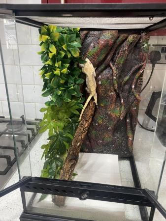 Image 3 of Female crested gecko and setup