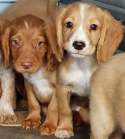 Image 8 of READY NOW KC WORKING COCKER SPANEL PUPPIES FOR SALE