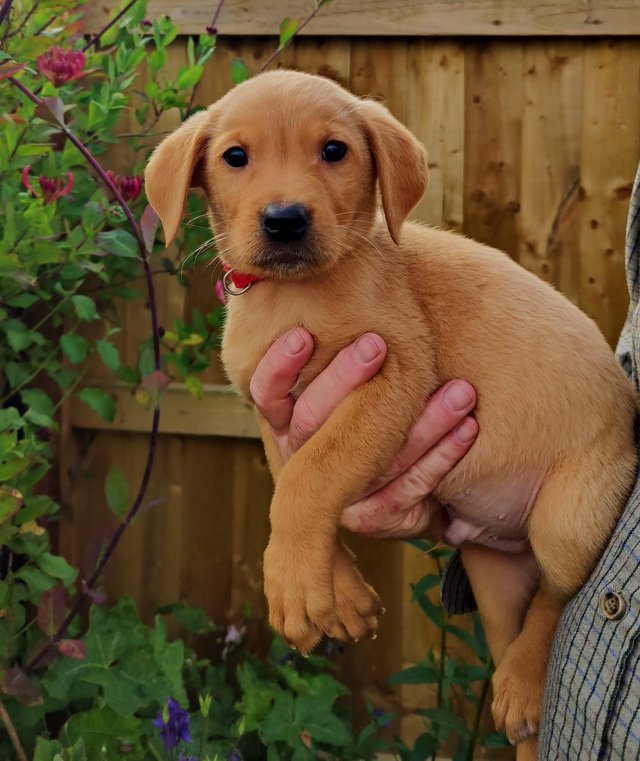 Preview of the first image of KC REG FOX RED LABS FROM HEALTH TESTED PARENTS.
