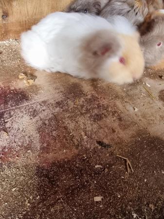 Image 1 of Baby boar guinea pigs for sale