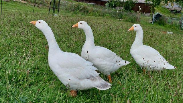 Preview of the first image of Three Toulouse x Embden Goslings for sale.