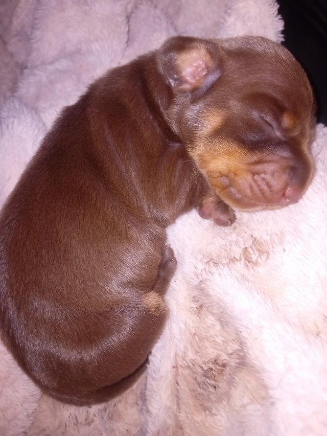 Preview of the first image of 1 little girly left kc registered minature dachshund.