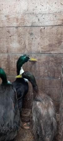 Image 2 of For sale  young male ducks