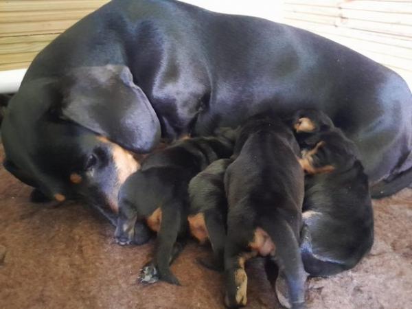 Image 5 of smooth hair black + tan miniature dachshunds