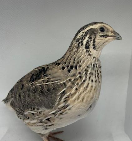 Image 2 of Day old to 2 week Japanese Quails in Many Colours Inc Black