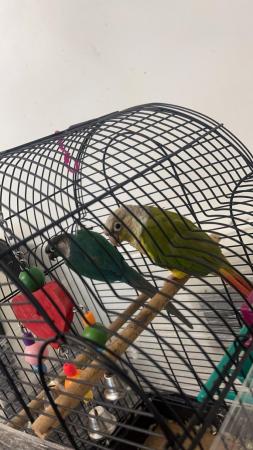 Image 4 of DNA tested male conure for sale