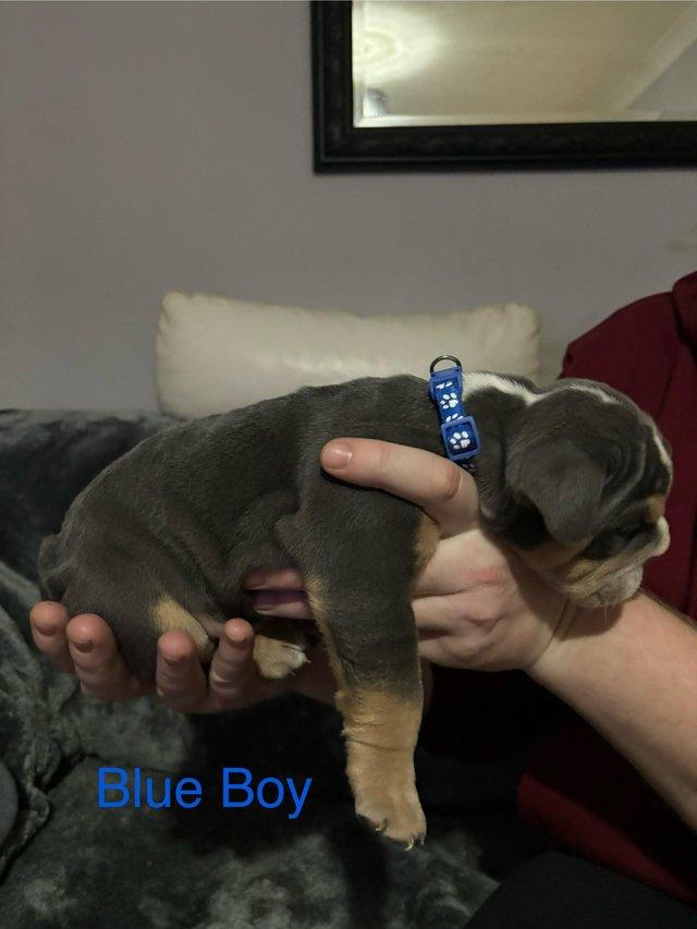Preview of the first image of Chunky English Bulldog Puppies.
