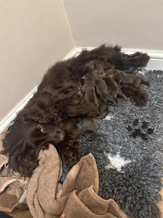 Image 2 of KC registered working cocker spaniels READY NOW!