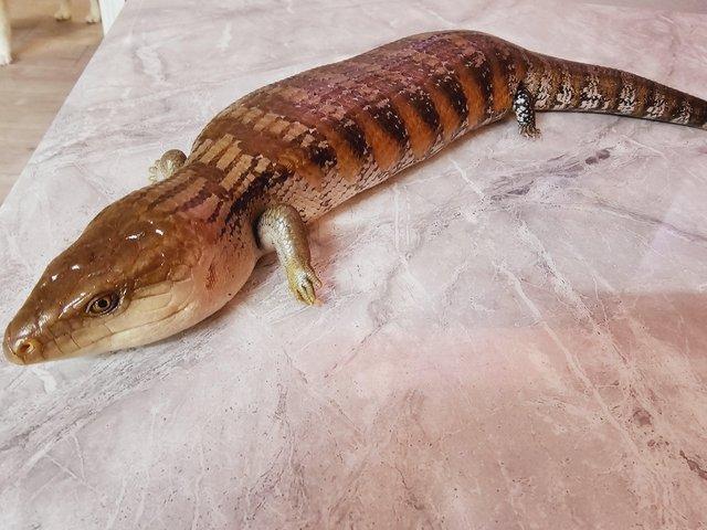 Preview of the first image of 5 year old Northern Blue tongue skink.