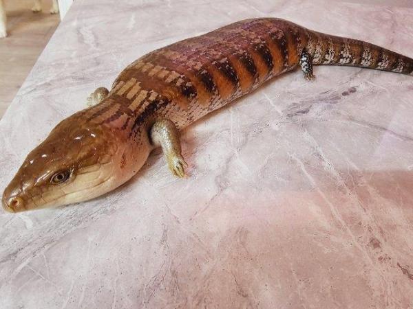 Image 1 of 5 year old Northern Blue tongue skink