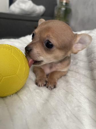Image 2 of Chihuahua puppy for sale girl