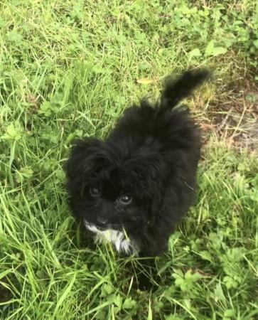 Image 23 of Toy poodle x papillon super tiny fully vaccinated