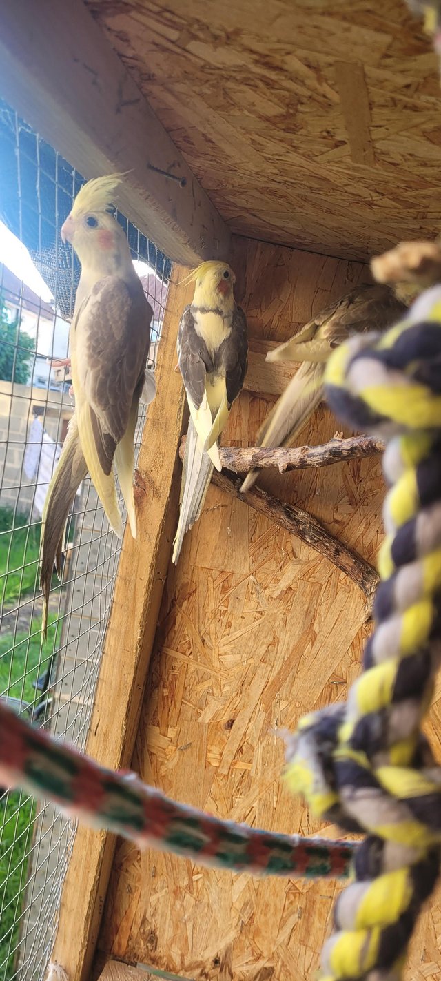 Preview of the first image of budgies exhibiotion cockatiels.