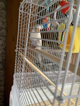 Image 4 of Two baby budgies with cage