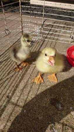 Image 1 of Young goslings hatched 13th March