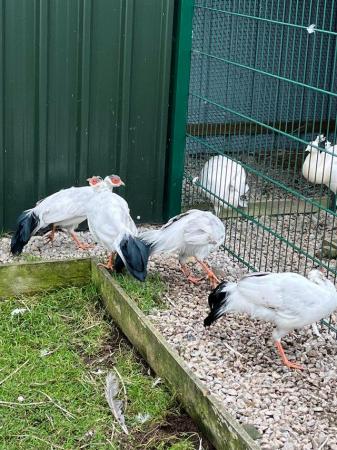 Image 2 of White eared pheasants for sale