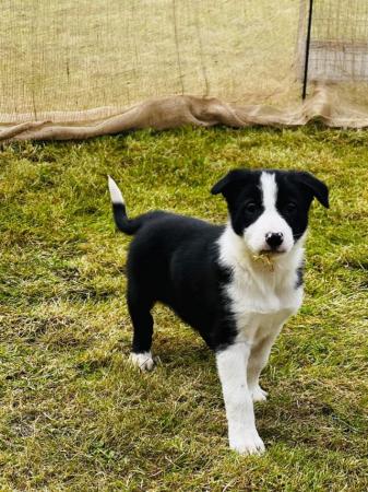 Image 10 of READY NOW One border collie girl puppy !!! One boy puppy !!!