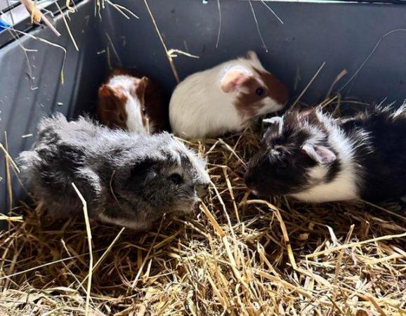 Image 2 of Baby Guineapigs, ready for new homes-hopefully with children