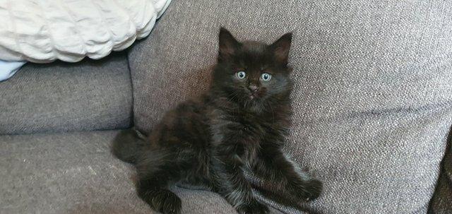 Image 6 of 7 kittens, why don't people want black cats?