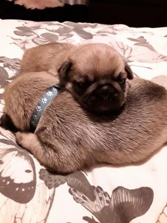 Image 11 of Beautiful pug Puppys 4 available