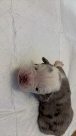 Image 11 of Olde English pups for sale