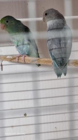Image 2 of 2 year old mutation pair of parrotlets.