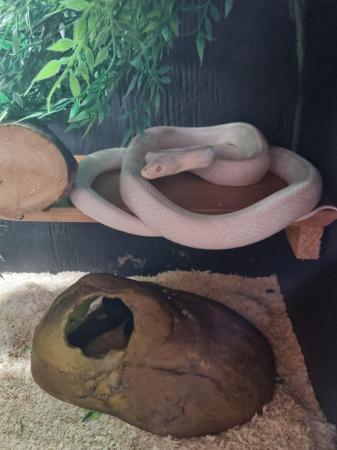 Image 3 of OMG Beautiful white snake