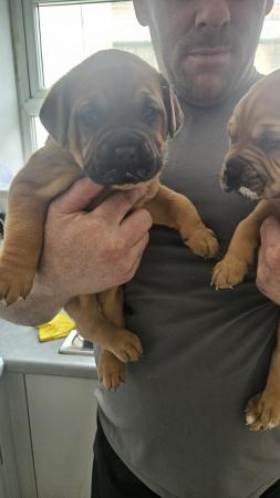 Image 5 of *READY TO LEAVE ON THE 24 MAY Bordeaux x mastiff !£500