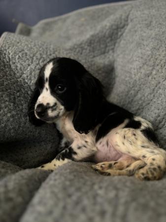 Image 3 of Cocker spaniel puppies for sale!!