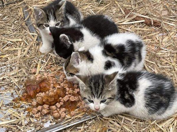 Image 4 of Male and Female farm / outdoor kittens