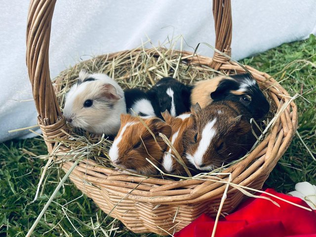 Preview of the first image of Beautiful baby guinea pigs for sale..